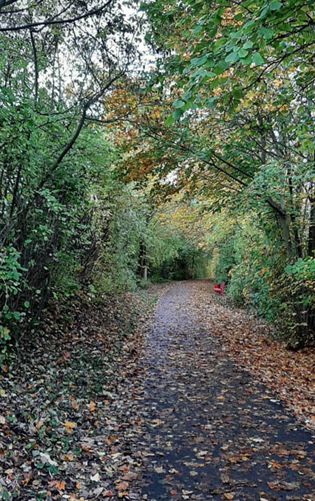 Avenue as a cycle path in autumn