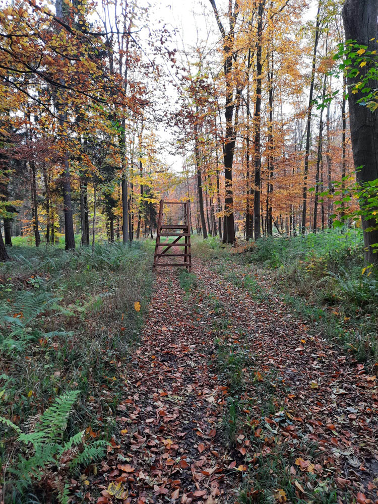 Herbstlicher Wald mit offenem Jagdansitz