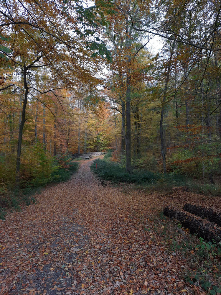 Herbstlicher Wald mit Weg in der Mitte