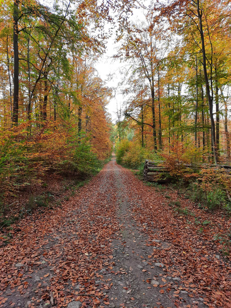 Herbstlicher Wald mit Weg in der Mitte